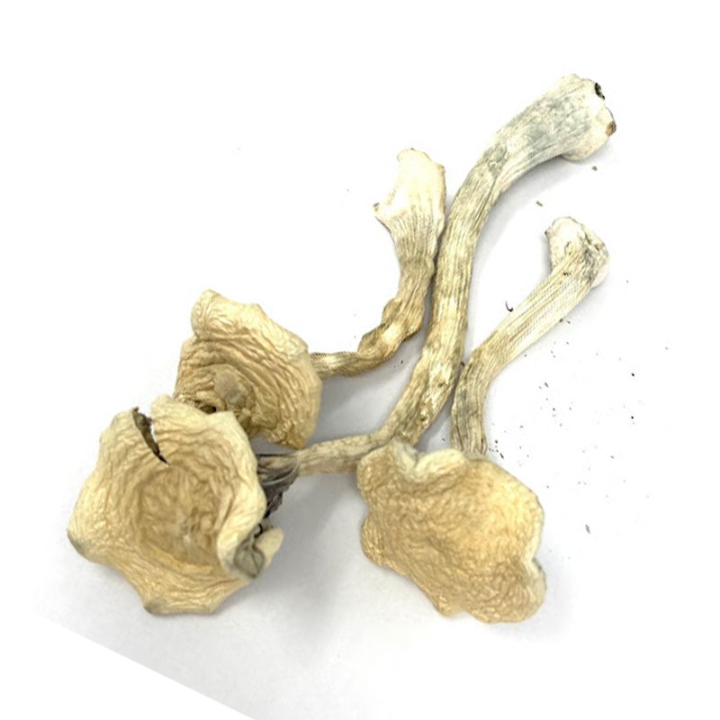 Leucistic Burmese Magic Mushrooms